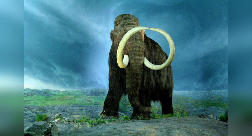 Geny kluczem do rozwiązania zagadki zagłady mamutów!