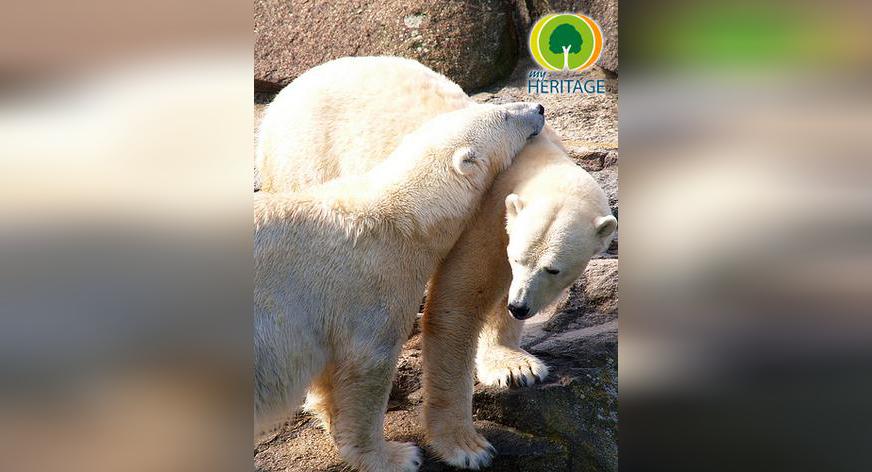 Irlandzkie korzenie niedźwiedzi polarnych